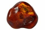 mm Detailed Fossil Insect In Baltic Amber #120666-1